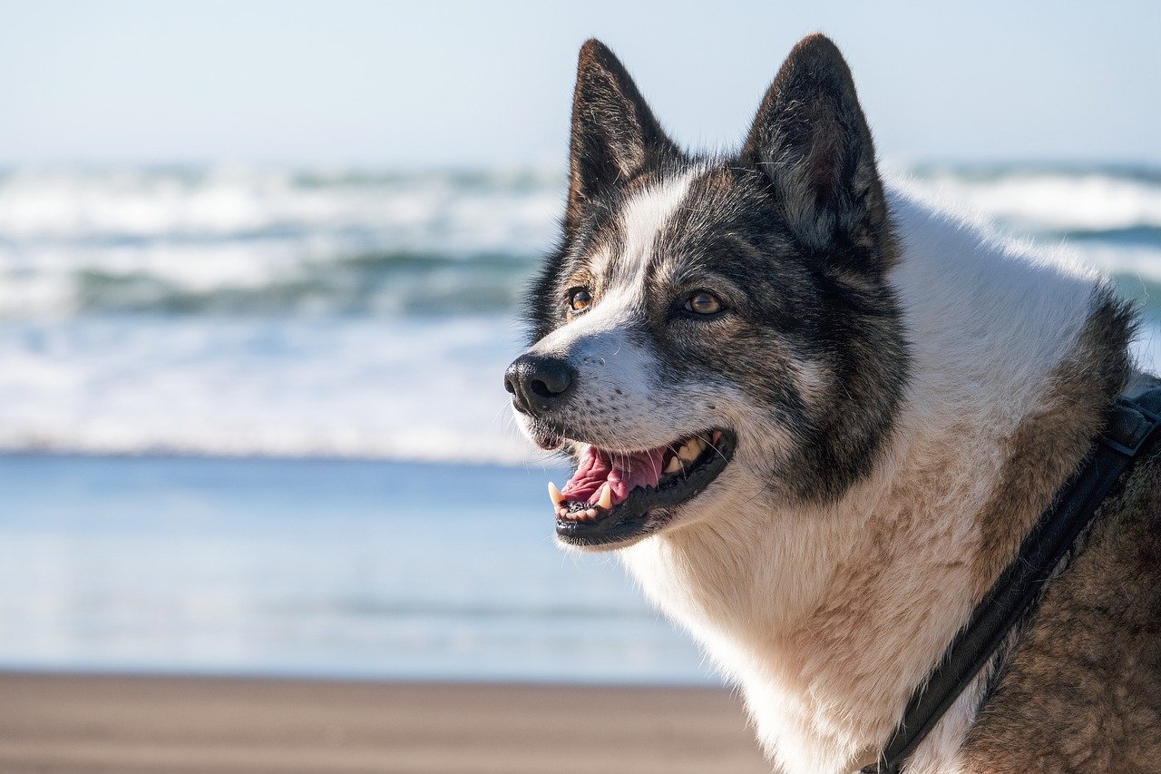 Tips for Keeping Your Pet’s Skin Healthy